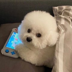 王俊凯需要会员吗